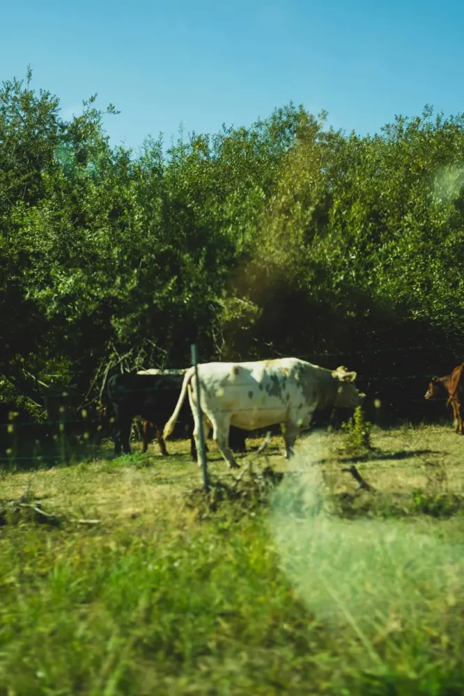 vache