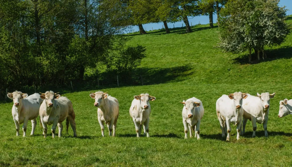 Viande de boeuf à Bellevigne‑en‑Layon