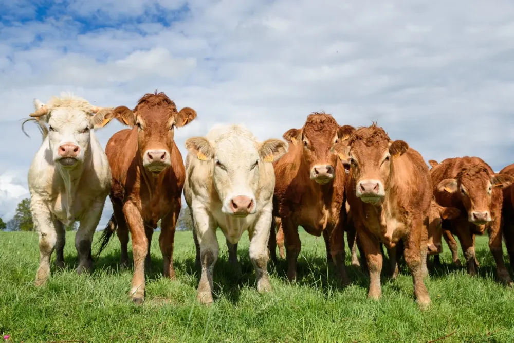 Viande producteur à Bellevigne‑en‑Layon